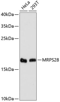 MRPS28 Rabbit Polyclonal Antib