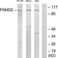 PSMD2 Antibody[33890]