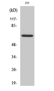 GNL3L Polyclonal Antibody[4096
