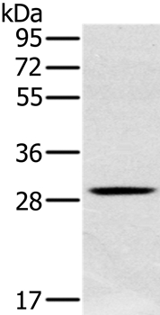 CLIC1 Antibody[36633]