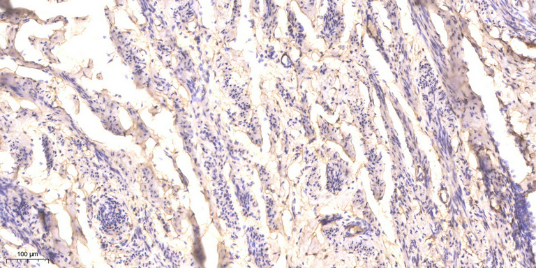 RhoA (Phospho Ser188) antibody