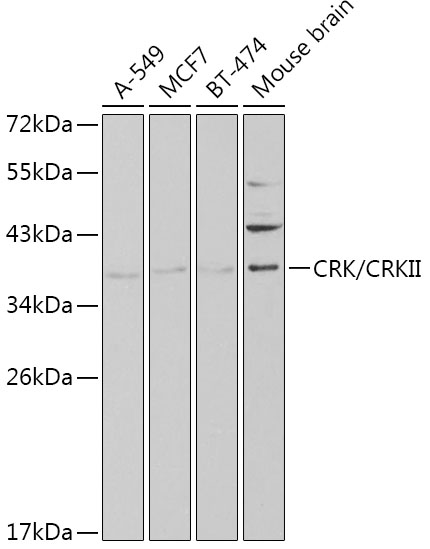 CRK Rabbit Polyclonal Antibody