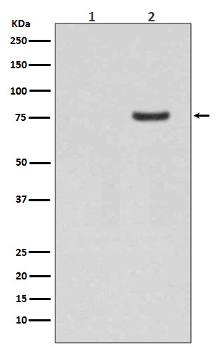 Synapsin I (Phospho-Ser9) Rabb