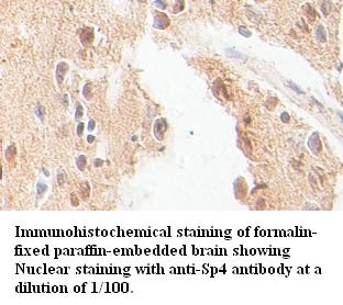 Sp4 Antibody[39391]