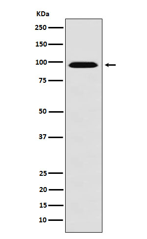 RanBP9 Rabbit mAb[56840]