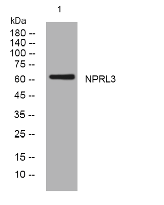 NPRL3 rabbit pAb[48618]