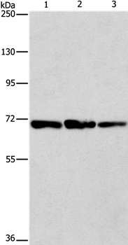 FARSB Antibody[36152]