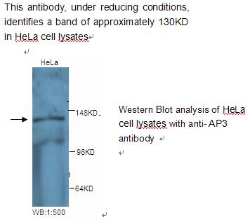 AP3 Antibody[39236]