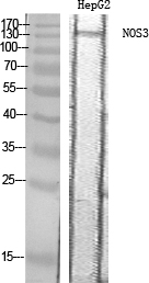 NOS3 Polyclonal Antibody[41251