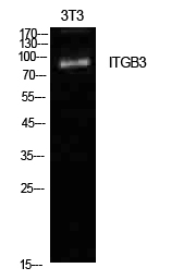Integrin β3 Polyclonal Antibod