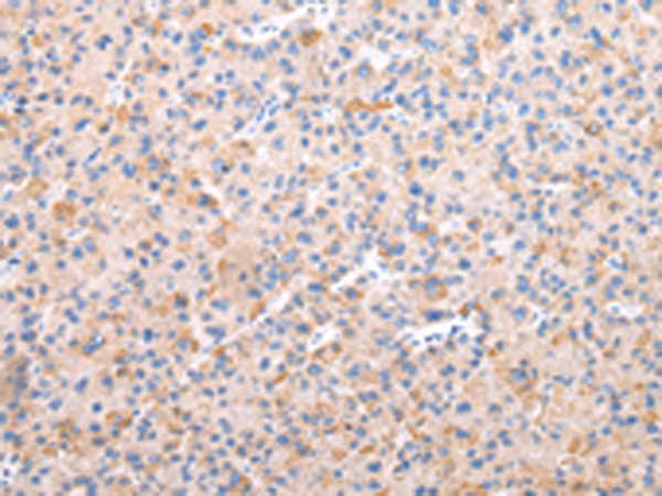 AXIN1  Antibody[43229]