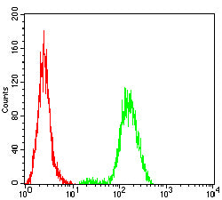 LMNB1 Mouse mAb[63874]
