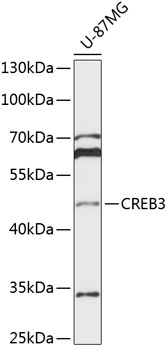 CREB3 Rabbit Polyclonal Antibo