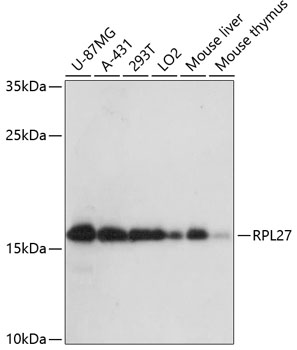 RPL27 Polyclonal Antibody[2913