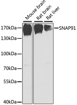 SNAP91 antibody[39149]