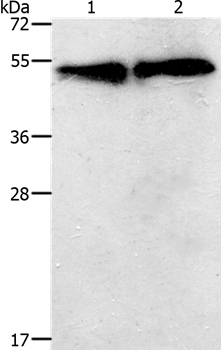 TACR2 Antibody[37189]