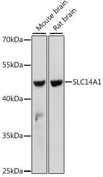 SLC14A1 Rabbit Polyclonal Anti