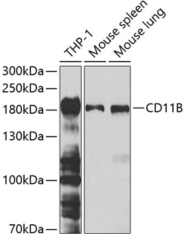 ITGAM antibody[38258]