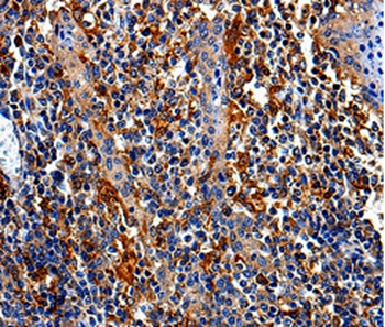 COX16 Antibody[35580]