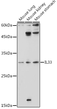 IL33 Rabbit Polyclonal Antibod