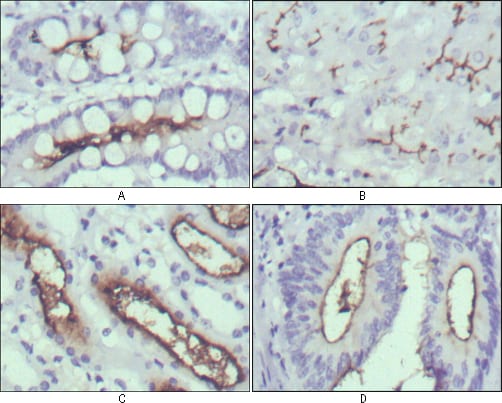WNT10B Mouse mAb[64412]