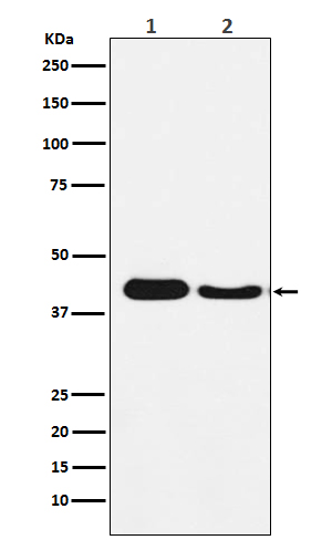 Atg4A Rabbit mAb[56246]