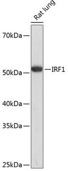 IRF1 Rabbit Polyclonal Antibod