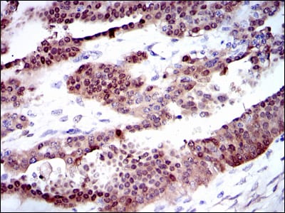 CYP1A1 Mouse mAb[63527]