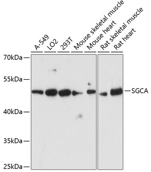 SGCA Rabbit Polyclonal Antibod