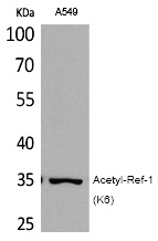 Ref-1 (Acetyl-Lys6) Polyclonal