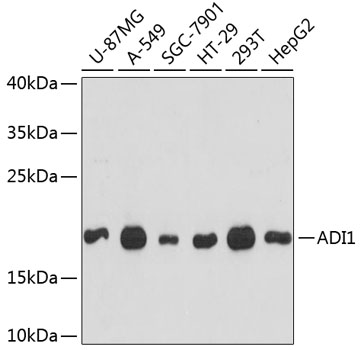 ADI1 Rabbit Polyclonal Antibod