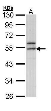 ERG Antibody[35523]