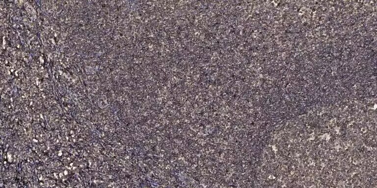 SIA4A rabbit pAb[44019]