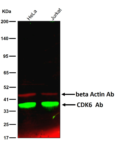 CDK6 Rabbit mAb[52213]
