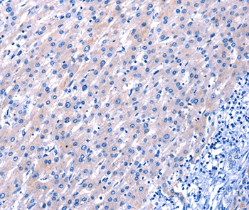 EGF Antibody[35720]