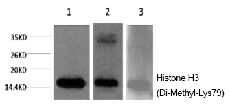 Histone H3 (Di-Methyl-Lys79) M