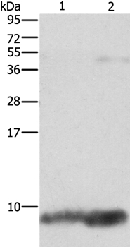 FXYD1 Antibody[36236]
