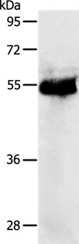 PRKAR1B Antibody[37215]