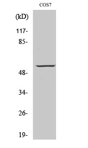 GPR101 Polyclonal Antibody[409