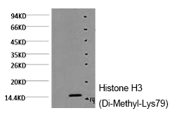 Histone H3 (Di-Methyl-Lys79) M