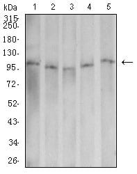 Dynamin-2 Mouse mAb[63568]