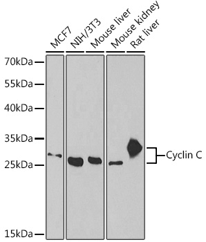 CCNC antibody[38997]