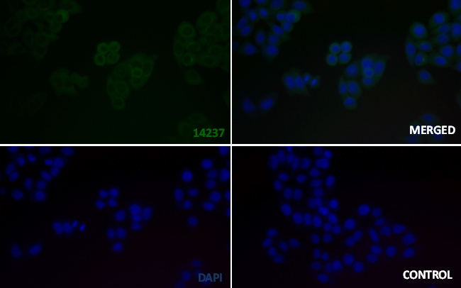 GSK3β(Phospho-Ser9) Rabbit mAb