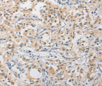 APLF Antibody[36118]