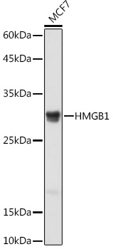 HMGB1 antibody[38424]