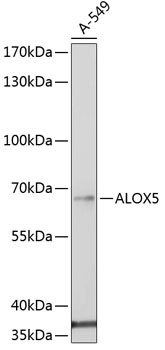 ALOX5 antibody[38389]