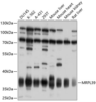 MRPL39 Rabbit Polyclonal Antib