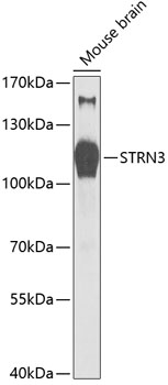 STRN3 Rabbit Polyclonal Antibo