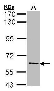 FLIP Antibody[35423]