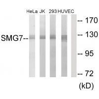 SMG7 Antibody[34002]
